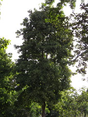 Pterygota brasiliensis