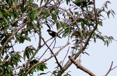 Brachypodius melanoleucos