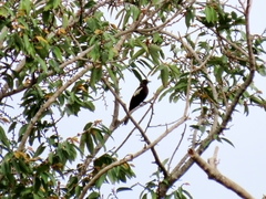 Brachypodius melanoleucos