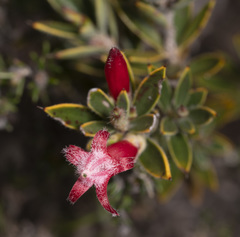 Astroloma stomarrhena