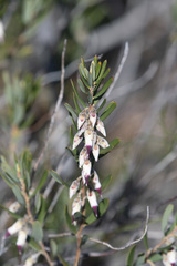 Conostephium pendulum