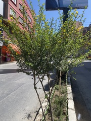 Genista monspessulana