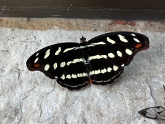 Catonephele acontius