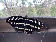 Catonephele acontius