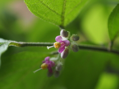 Callicarpa mollis