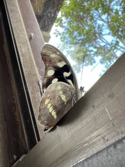 Catonephele acontius