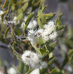 Hakea anadenia