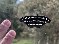 Catonephele acontius