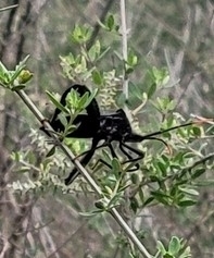 Acanthocephala thomasi