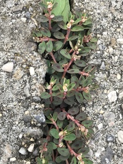 Euphorbia maculata