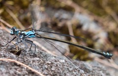 Caledopteryx sarasini