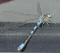Coenagrion resolutum