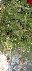 Magnoliopsida