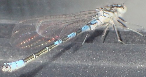 Taiga Bluet photo 3