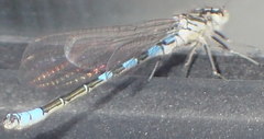 Coenagrion resolutum