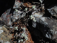 Anaphalis nepalensis