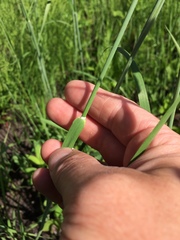 Alopecurus magellanicus