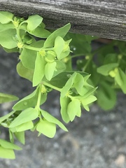Euphorbia peplus