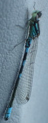 Coenagrion resolutum