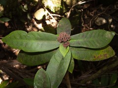 Ixora comptonii