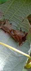 Bebaeus punctipes