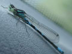 Coenagrion resolutum