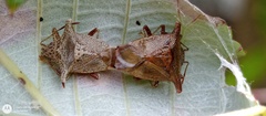 Bebaeus punctipes