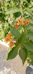 Bougainvillea