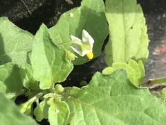 Solanum nigrum