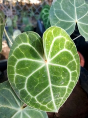Anthurium clarinervium
