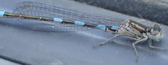 Coenagrion resolutum
