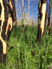 Alopecurus magellanicus