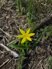 Hypoxis mexicana