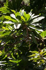 Barringtonia neocaledonica