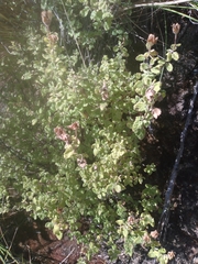 Calceolaria parvifolia