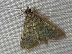 Steniodes declivalis