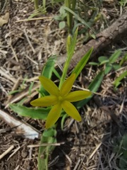 Hypoxis mexicana