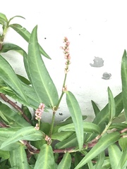 Persicaria mitis