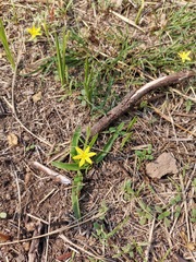Hypoxis mexicana