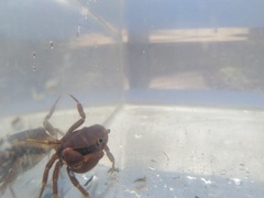 Pseudothelphusa dugesi