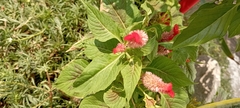Celosia