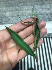 Persicaria mitis