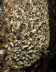 Dodecaceria fewkesi