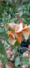 Bougainvillea