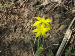 Hypoxis mexicana