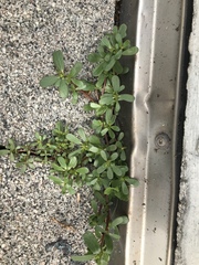 Portulaca oleracea