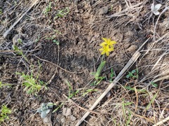 Hypoxis mexicana