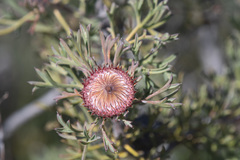 Banksia carlinoides