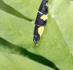 Gomphurus lineatifrons