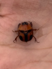 Bolbocerosoma ritcheri